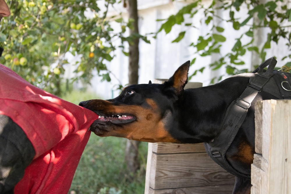Dog Bites