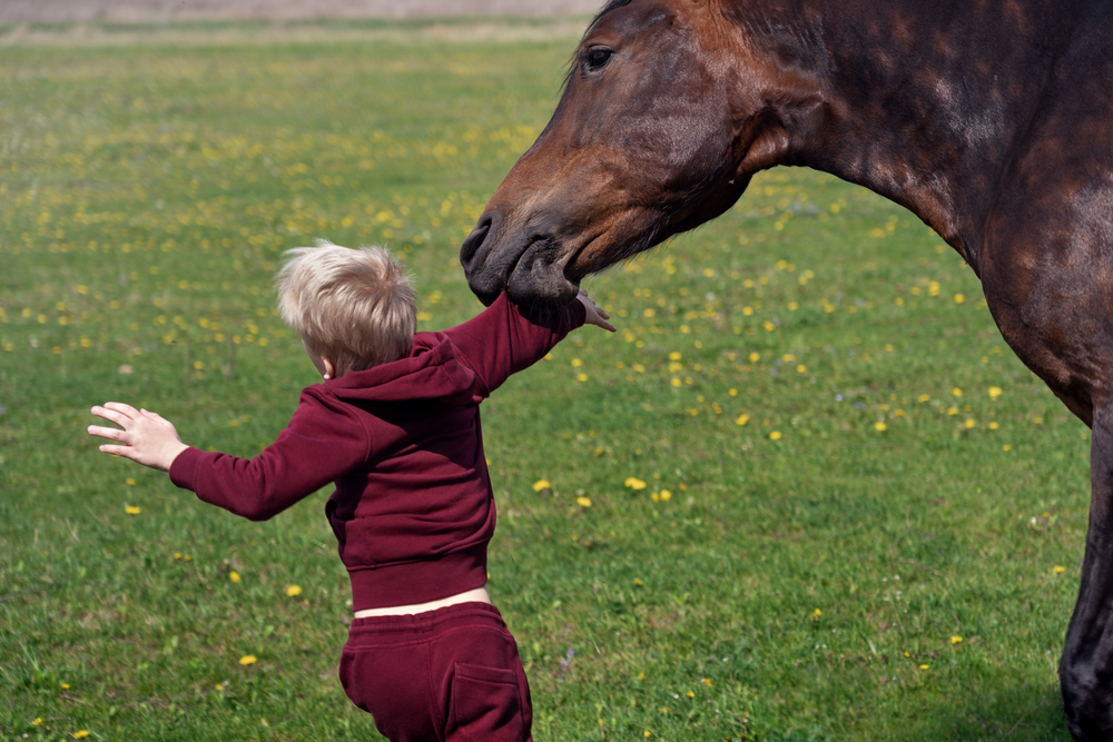 Understanding Dog Bite and Animal Attack Laws